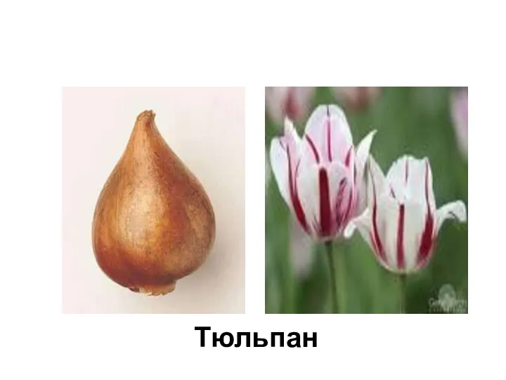 Тюльпан