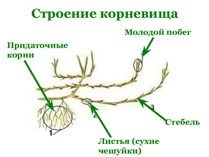 Строение корневища Молодой побег Придаточные корни Листья (сухие чешуйки) Стебель