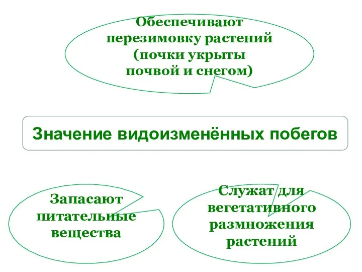 Значение видоизменённых побегов Обеспечивают перезимовку растений (почки укрыты почвой и снегом) Служат