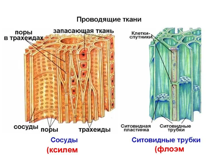 (флоэма) (ксилема)