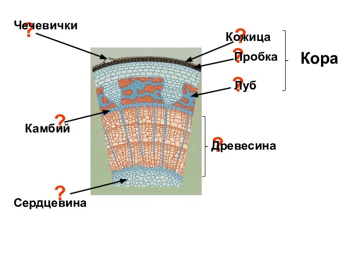 ? Кожица ? Пробка ? Луб Кора ? Камбий ? Древесина ? Сердцевина ? Чечевички