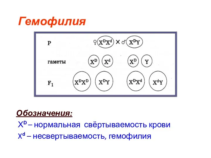 Гемофилия Обозначения: ХD – нормальная свёртываемость крови Xd – несвертываемость, гемофилия