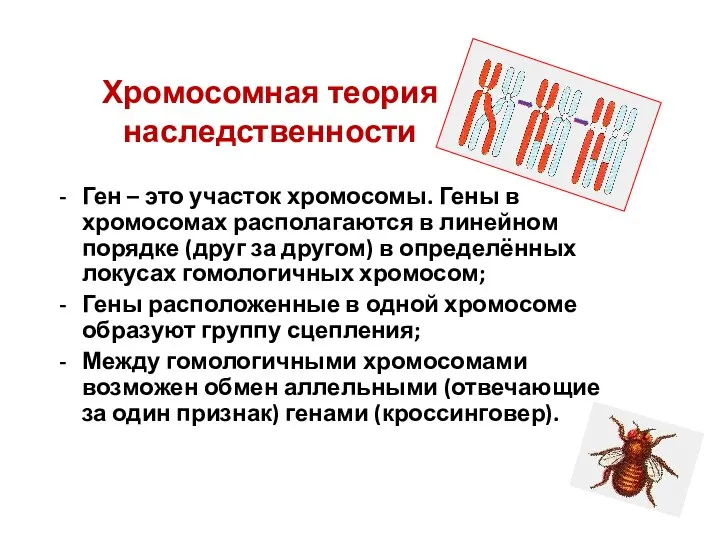 Хромосомная теория наследственности Ген – это участок хромосомы. Гены в хромосомах располагаются