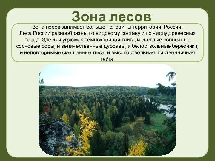 Зона лесов занимает больше половины территории России. Леса России разнообразны по видовому