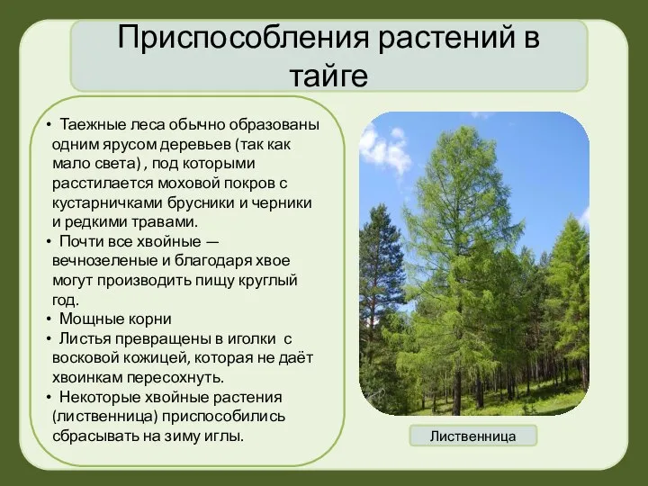 . Приспособления растений в тайге Таежные леса обычно образованы одним ярусом деревьев