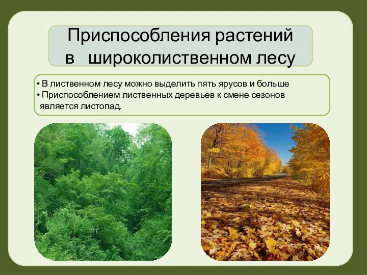 Приспособления растений в широколиственном лесу В лиственном лесу можно выделить пять ярусов