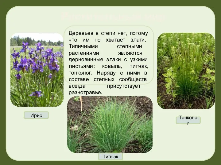 Растительный мир степей Деревьев в степи нет, потому что им не хватает