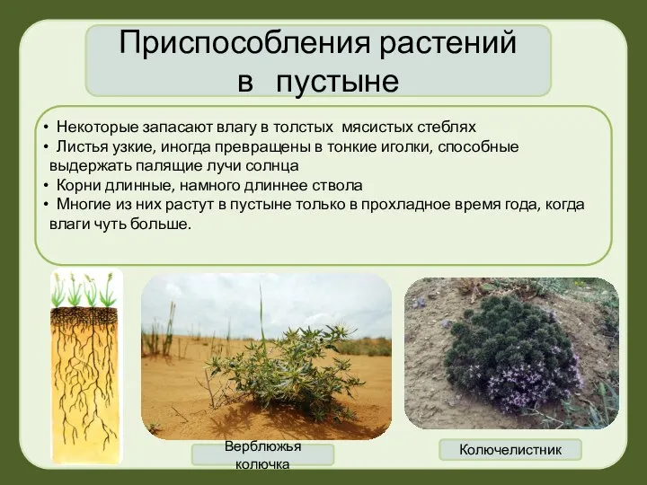 Приспособления растений в пустыне Некоторые запасают влагу в толстых мясистых стеблях Листья