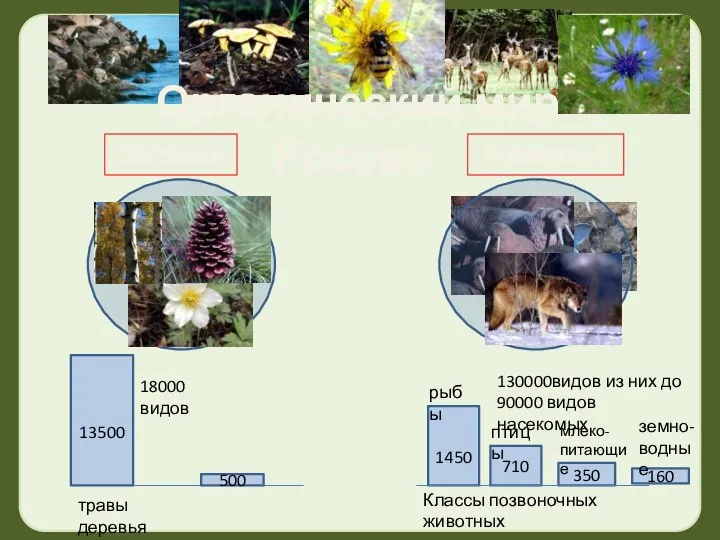 Органический мир России Растения Животные 18000 видов 130000видов из них до 90000
