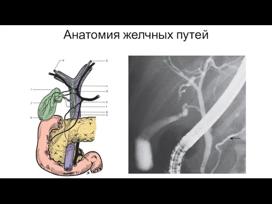 Анатомия желчных путей