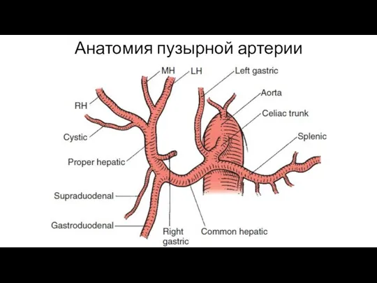 Анатомия пузырной артерии