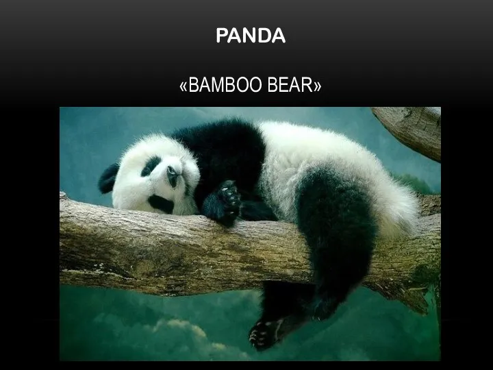 PANDA «BAMBOO BEAR»