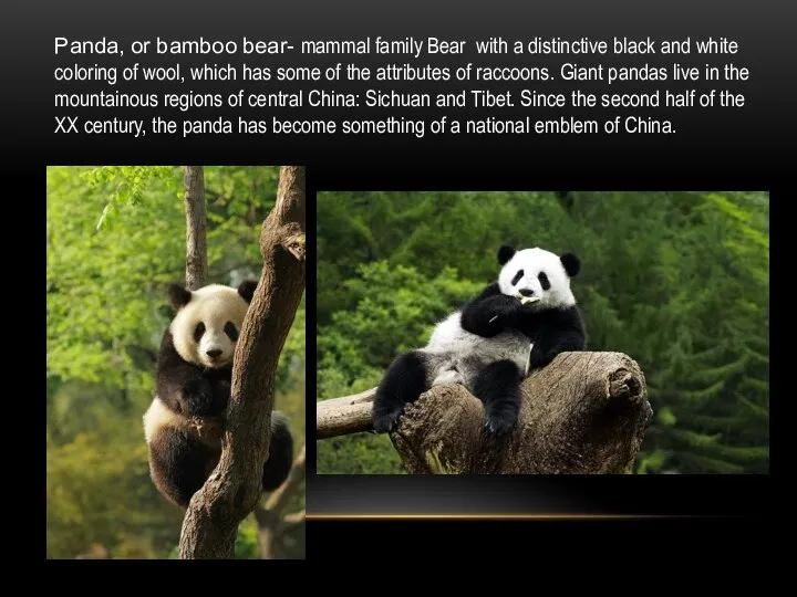 Panda, or bamboo bear- mammal family Bear with a distinctive black and