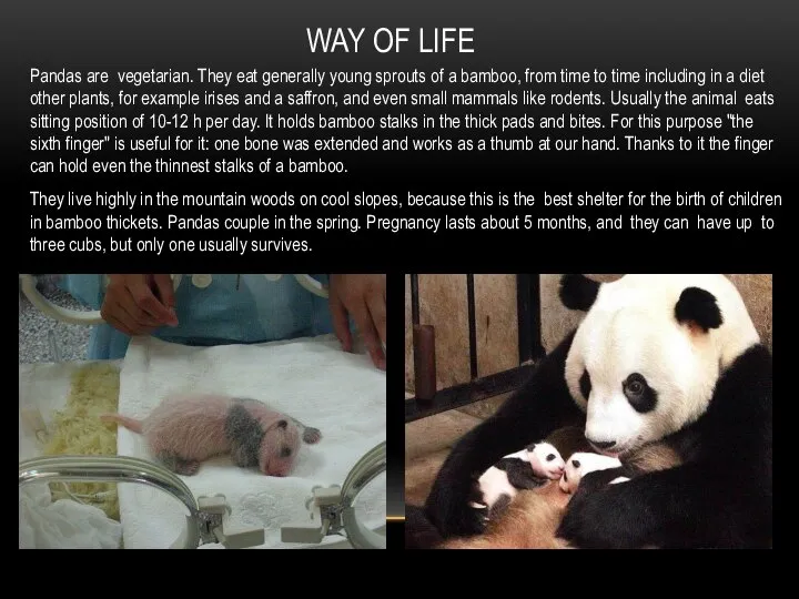 WAY OF LIFE Pandas are vegetarian. They eat generally young sprouts of