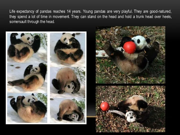 Life expectancy of pandas reaches 14 years. Young pandas are very playful.