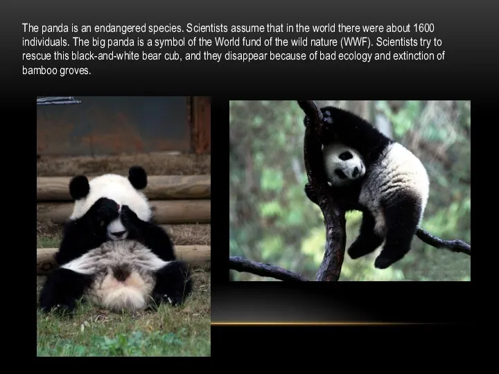The panda is an endangered species. Scientists assume that in the world