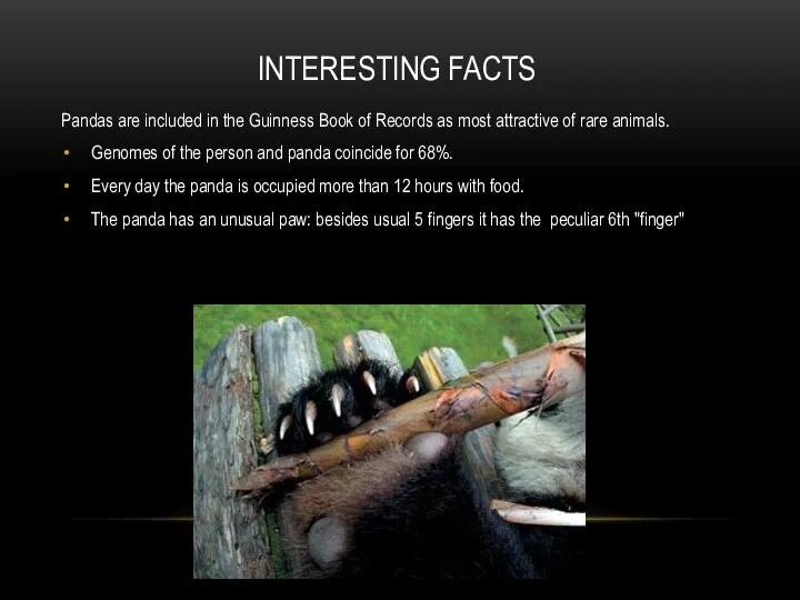 INTERESTING FACTS Pandas are included in the Guinness Book of Records as