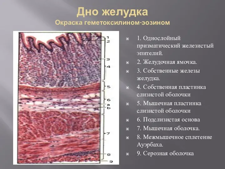 Дно желудка Окраска геметоксилином-эозином 1. Однослойный призматический железистый эпителий. 2. Желудочная ямочка.