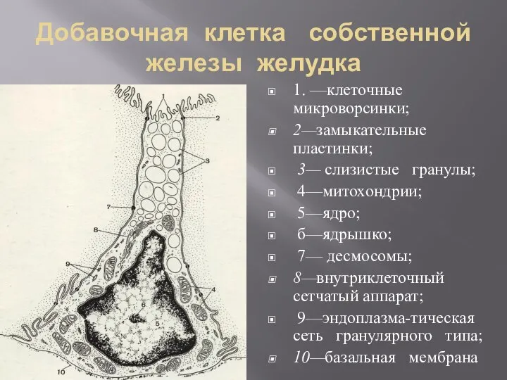 Добавочная клетка собственной железы желудка 1. —клеточные микроворсинки; 2—замыкательные пластинки; 3— слизистые