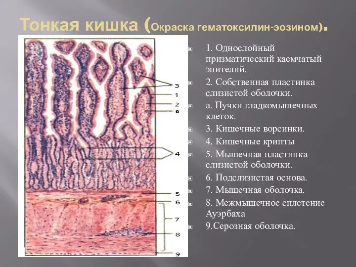 Тонкая кишка (Окраска гематоксилин-эозином). 1. Однослойный призматический каемчатый эпителий. 2. Собственная пластинка