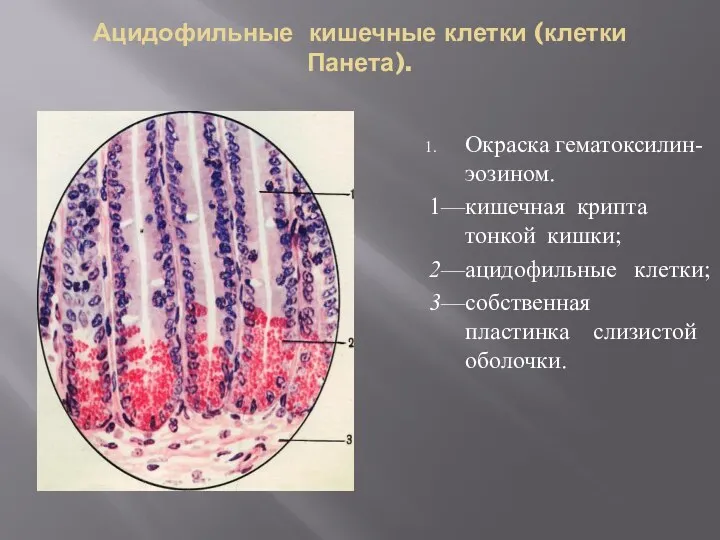 Ацидофильные кишечные клетки (клетки Панета). Окраска гематоксилин-эозином. 1—кишечная крипта тонкой кишки; 2—ацидофильные