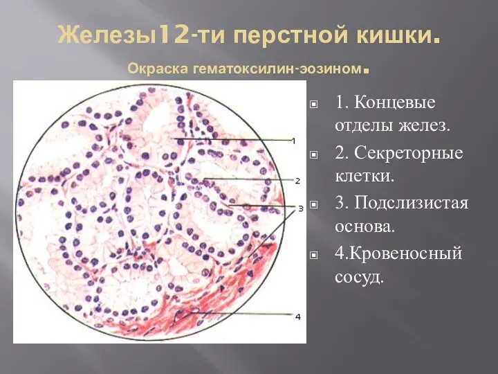 Железы12-ти перстной кишки. Окраска гематоксилин-эозином. 1. Концевые отделы желез. 2. Секреторные клетки.