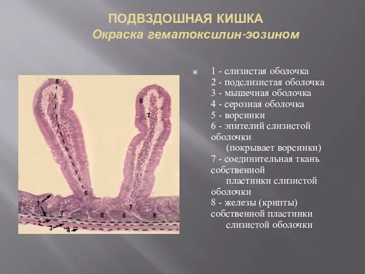 ПОДВЗДОШНАЯ КИШКА Окраска гематоксилин-эозином 1 - слизистая оболочка 2 - подслизистая оболочка