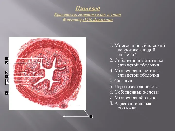 Пищевод Красители: гематоксилин и эозин Фиксатор:10% формалин 1. Многослойный плоский неороговевающий эпителий