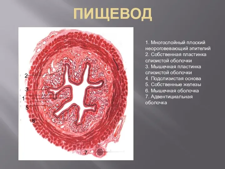 ПИЩЕВОД 1. Многослойный плоский неороговевающий эпителий 2. Собственная пластинка слизистой оболочки 3.