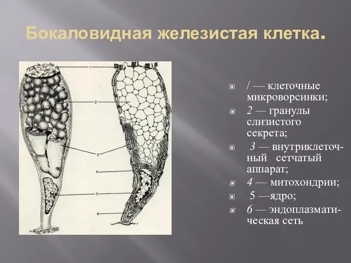 Бокаловидная железистая клетка. / — клеточные микроворсинки; 2 — гранулы слизистого секрета;