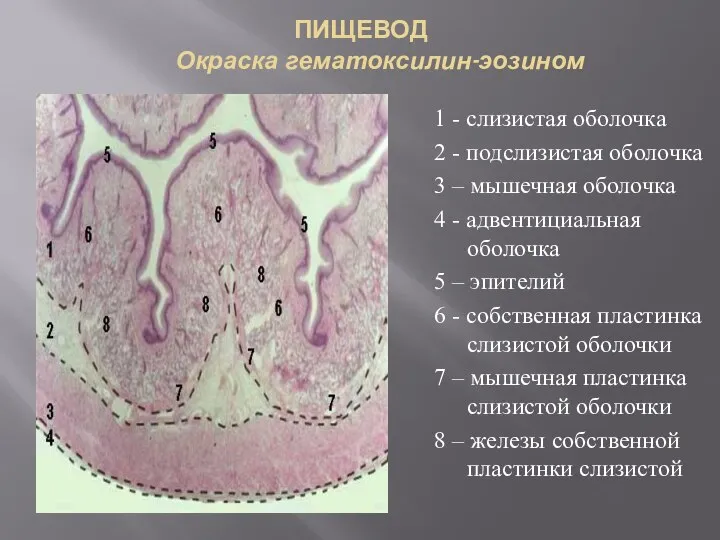 ПИЩЕВОД Окраска гематоксилин-эозином 1 - слизистая оболочка 2 - подслизистая оболочка 3