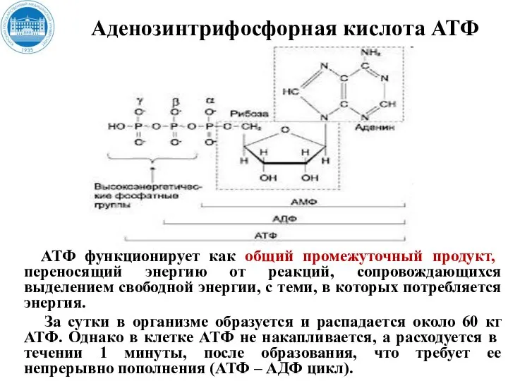 Аденозинтрифосфорная кислота АТФ АТФ функционирует как общий промежуточный продукт, переносящий энергию от