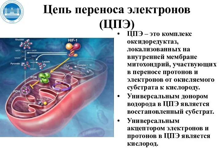 Цепь переноса электронов (ЦПЭ) ЦПЭ – это комплекс оксидоредуктаз, локализованных на внутренней