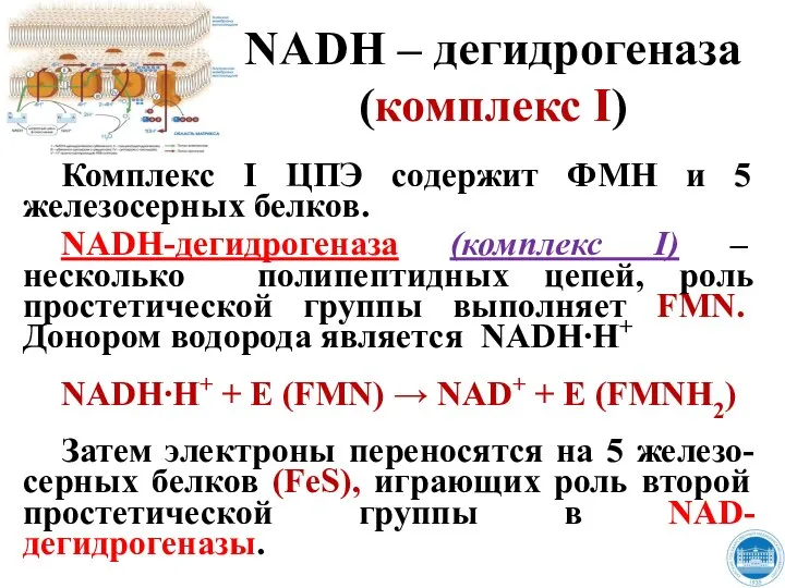 NADH – дегидрогеназа (комплекс I) Комплекс I ЦПЭ содержит ФМН и 5