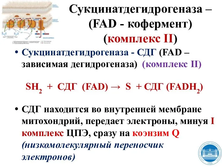 Сукцинатдегидрогеназа – (FAD - кофермент) (комплекс II) Сукцинатдегидрогеназа - СДГ (FAD –