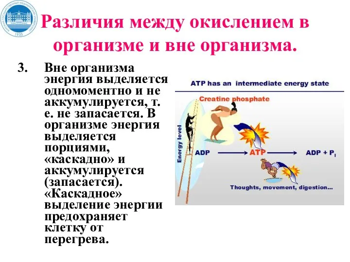 Различия между окислением в организме и вне организма. Вне организма энергия выделяется