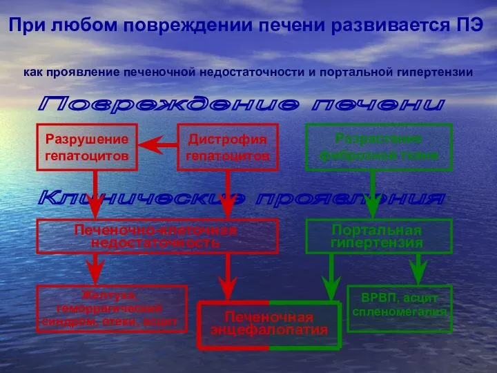 Печеночно-клеточная недостаточность Портальная гипертензия Разрушение гепатоцитов Дистрофия гепатоцитов Разрастание фиброзной ткани Желтуха,