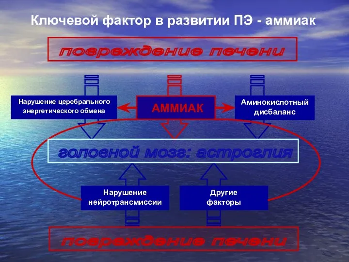 АММИАК Нарушение церебрального энергетического обмена Аминокислотный дисбаланс Нарушение нейротрансмиссии Другие факторы головной