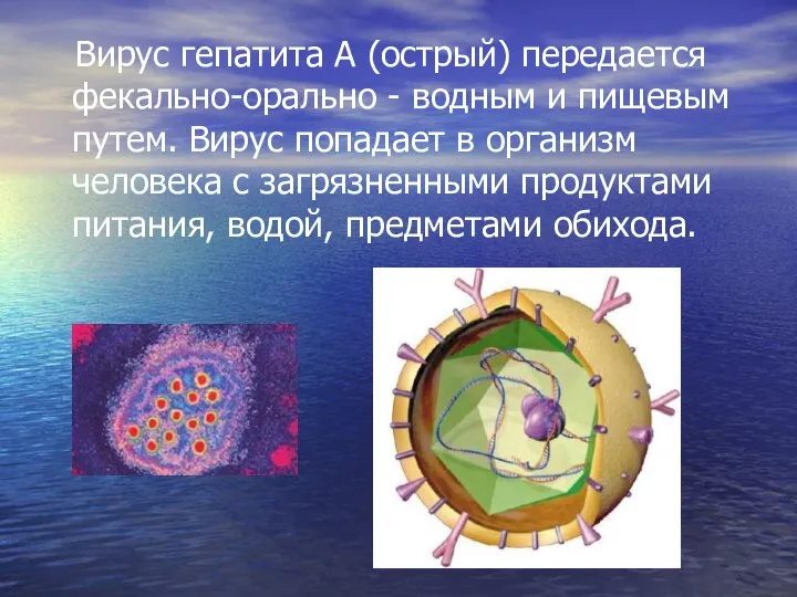Вирус гепатита А (острый) передается фекально-орально - водным и пищевым путем. Вирус