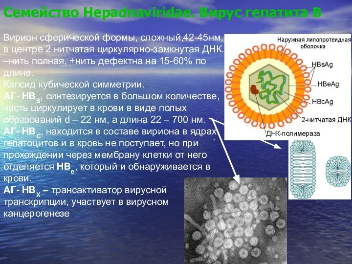 Семейство Hepadnaviridae. Вирус гепатита В Вирион сферической формы, сложный,42-45нм, в центре 2