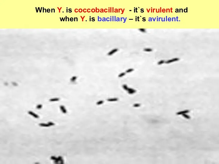 When Y. is coccobacillary - it`s virulent and when Y. is bacillary – it`s avirulent.