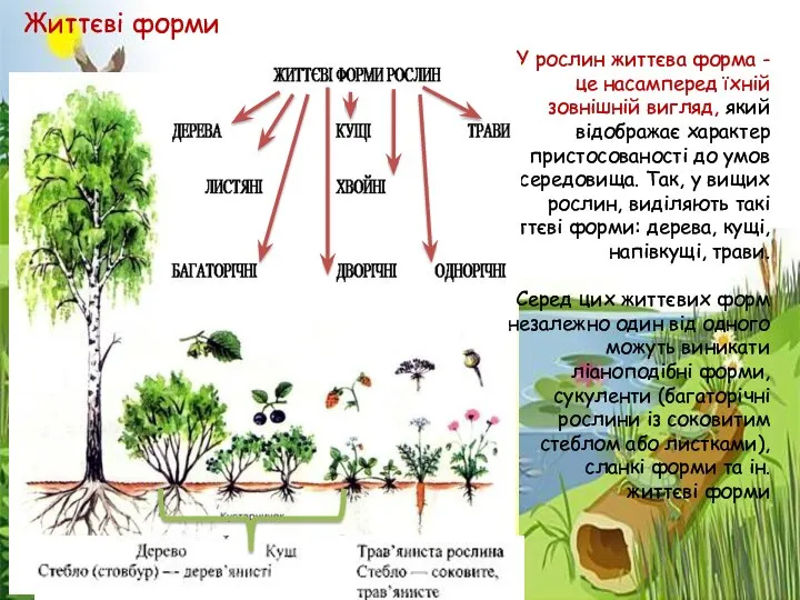 У рослин життєва форма - це насамперед їхній зовнішній вигляд, який відображає