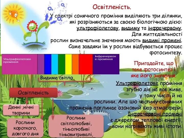 У спектрі сонячного проміння виділяють три ділянки, які розрізняються за своєю біологічною