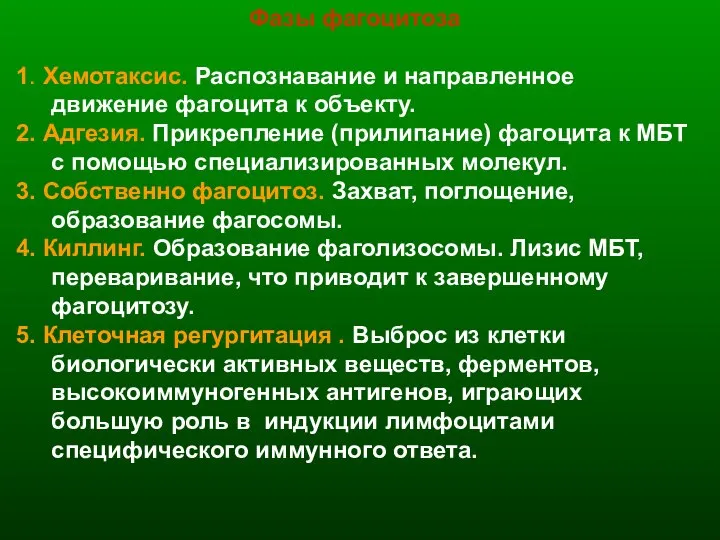 Фазы фагоцитоза 1. Хемотаксис. Распознавание и направленное движение фагоцита к объекту. 2.