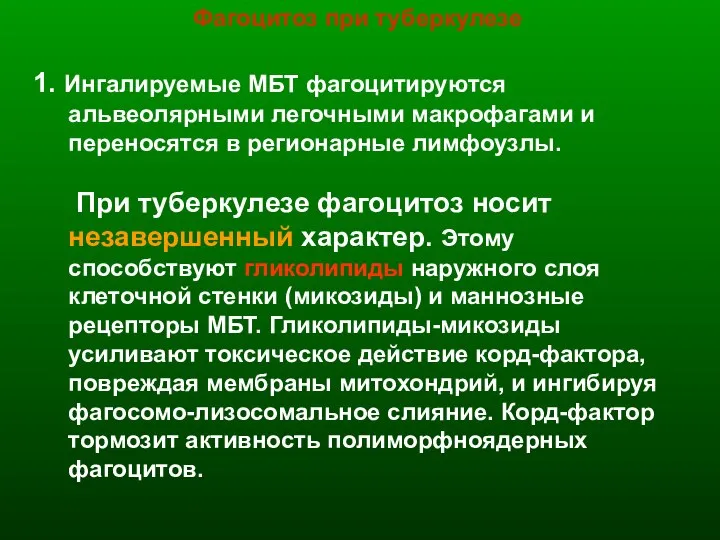 Фагоцитоз при туберкулезе 1. Ингалируемые МБТ фагоцитируются альвеолярными легочными макрофагами и переносятся