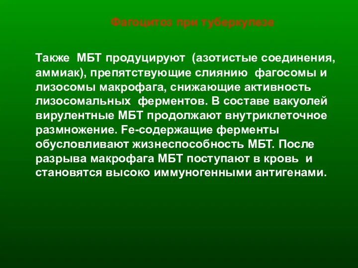 Фагоцитоз при туберкулезе Также МБТ продуцируют (азотистые соединения, аммиак), препятствующие слиянию фагосомы