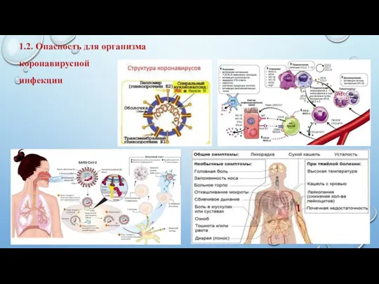 1.2. Опасность для организма коронавирусной инфекции