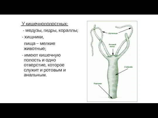 У кишечнополостных: - медузы, гидры, кораллы; - хищники, пища – мелкие животные;