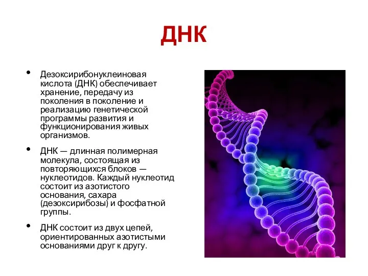 ДНК Дезоксирибонуклеиновая кислота (ДНК) обеспечивает хранение, передачу из поколения в поколение и