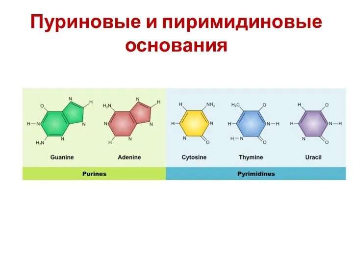 Пуриновые и пиримидиновые основания